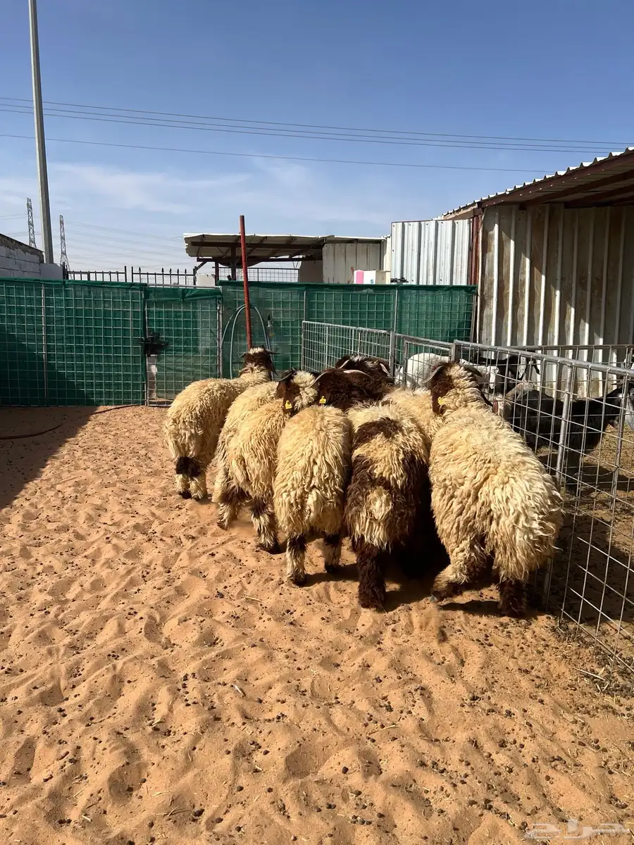 نعيم جبر زوجات مناسبات حفلات مجملات 0