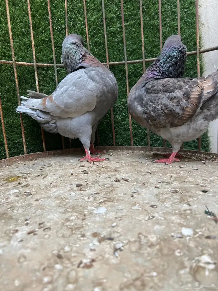 جوز كنق للبيع 2