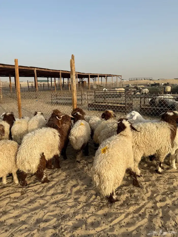 ذبايح للبيع مع خدمة الذبح والتوصيل 1