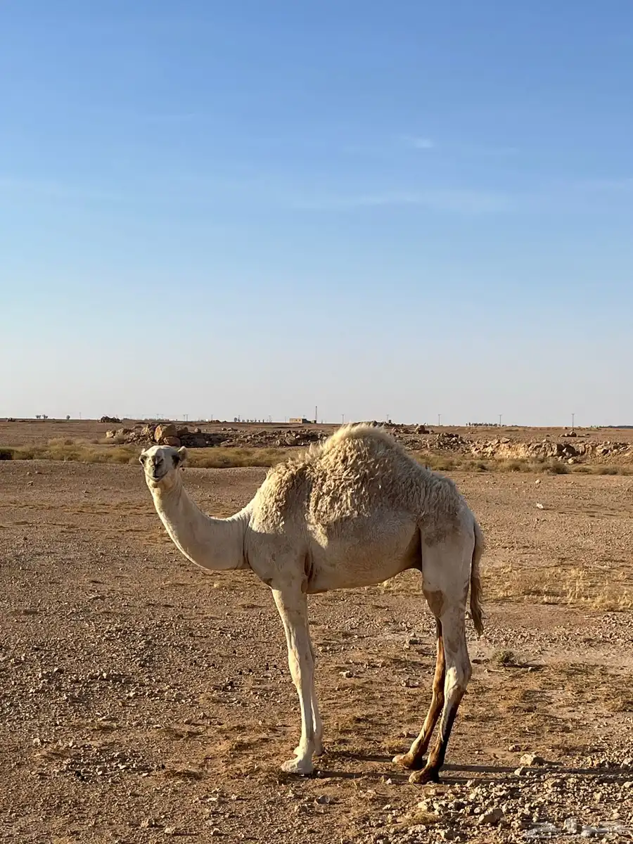 قعود 3