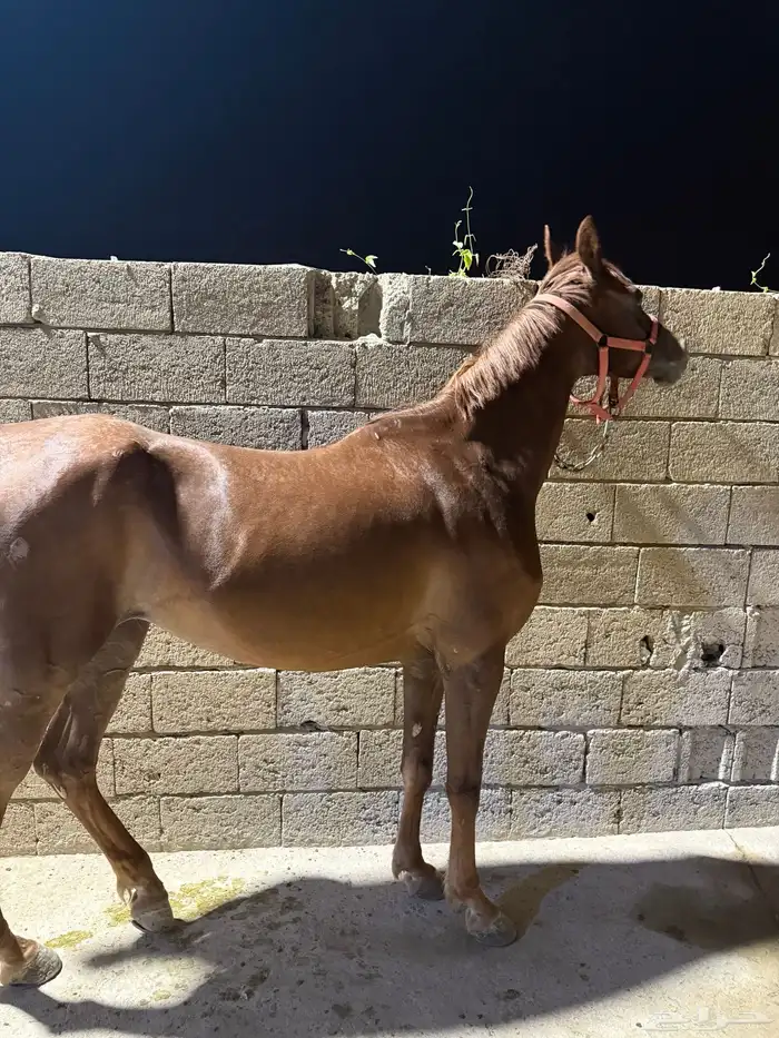 فرس شعبية مع مهرها ولقاح 3 شهور 2