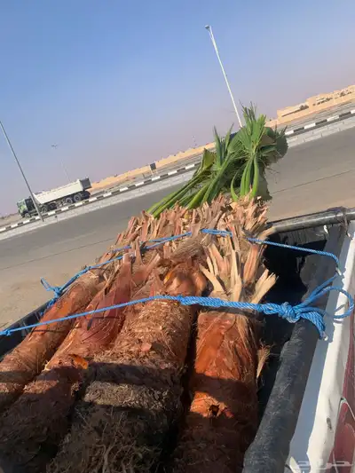 واشنطن مروحه نحيف 2