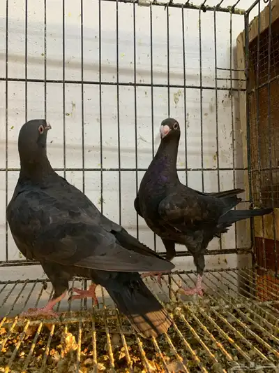 طبه اخوان 4