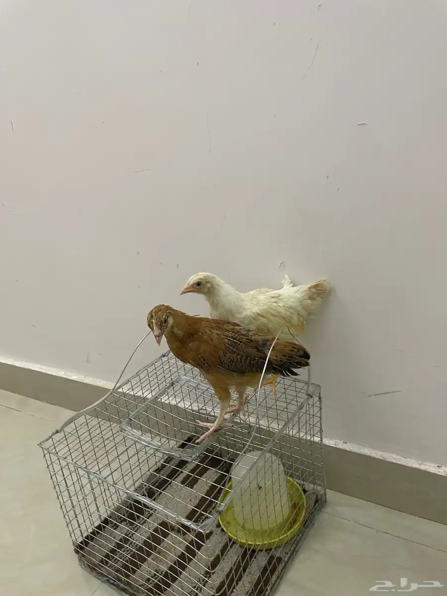 فروخ دجاج 1