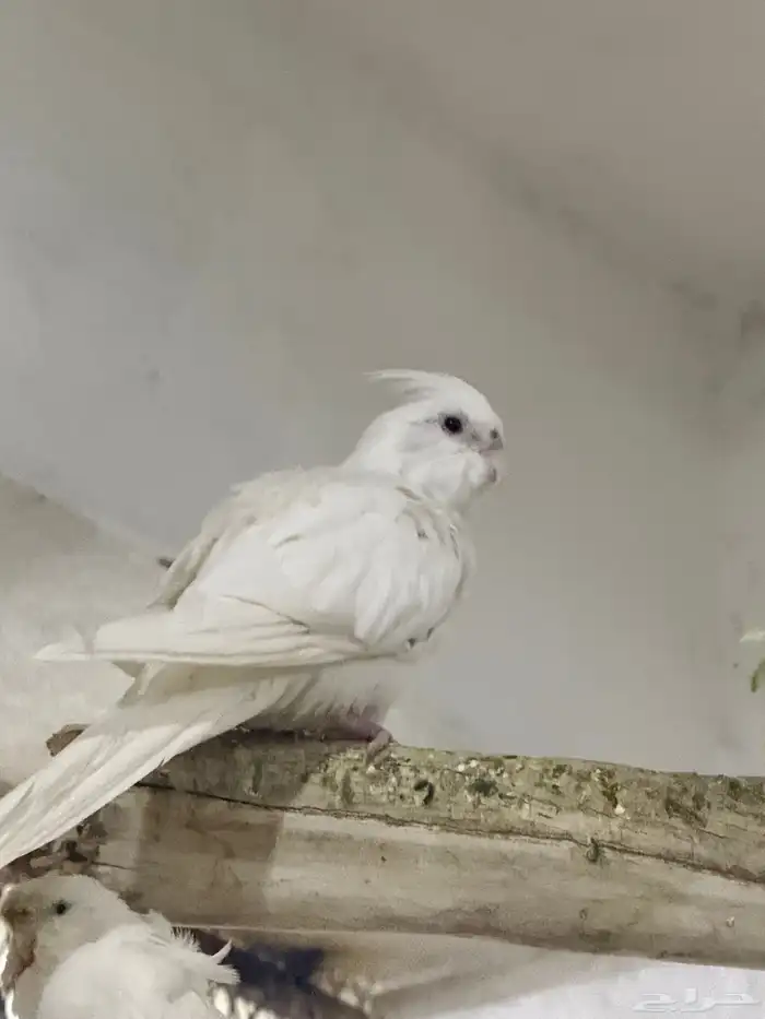 جوزين كروان منتجه 4