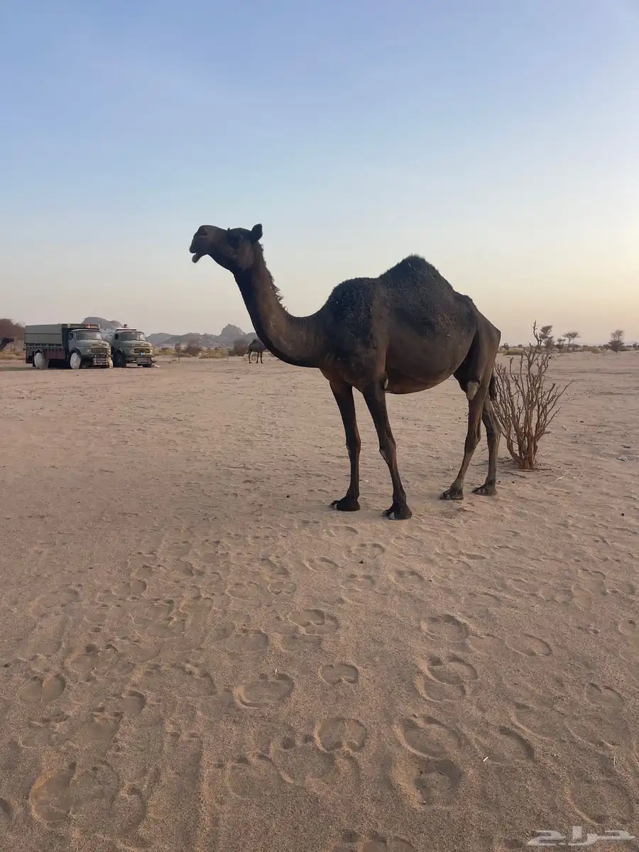 ناقة مجهم طيبة 0