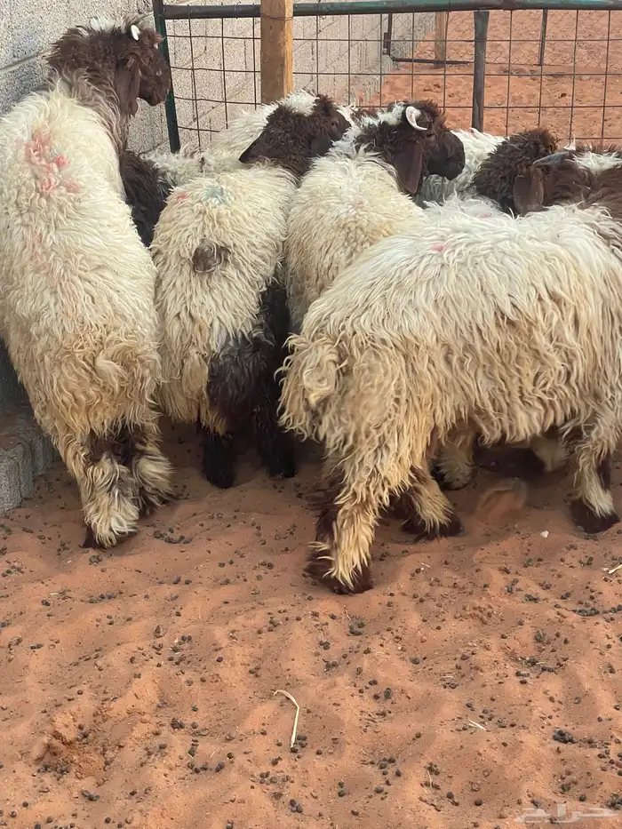 هرافى نعيم وحري تمارا 100 تقييم 12