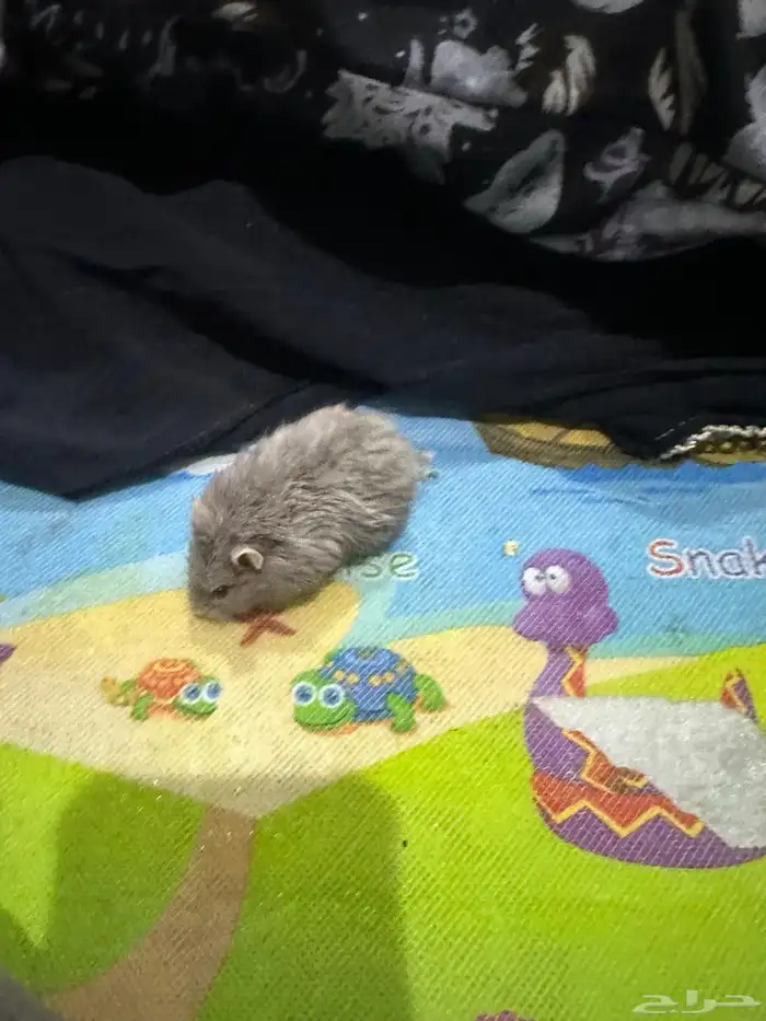 هامستر روسي 16