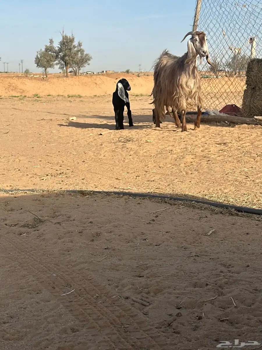 عنز متوم شاميه للبيع 1