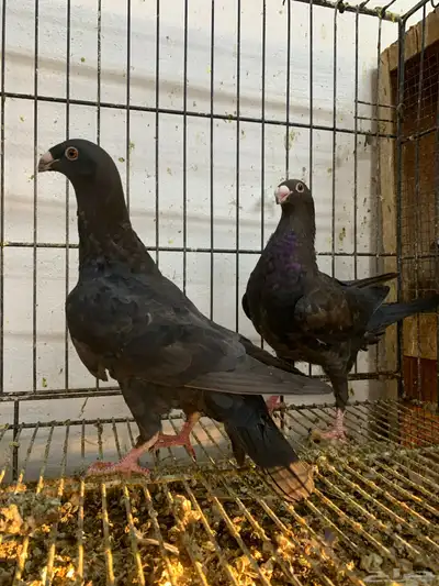 طبه اخوان 0