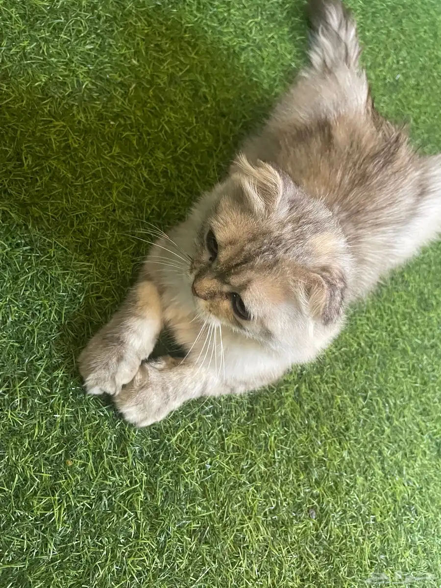 قطه للبيع 1