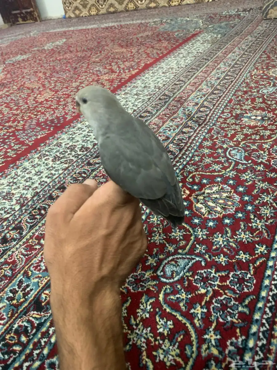 طير روز اليف 1
