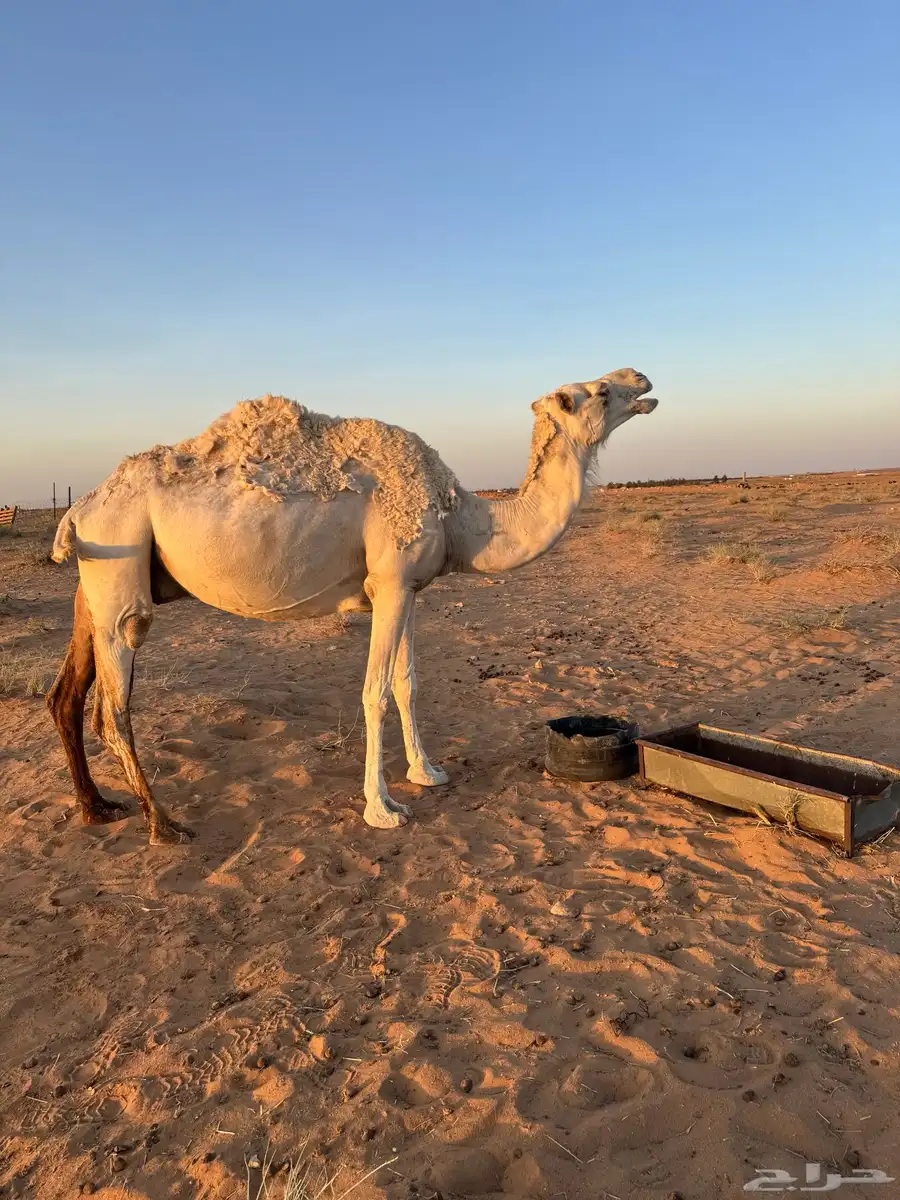 منيحه القحة الوضحى 5