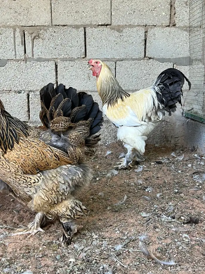 رياض الخبراء 3