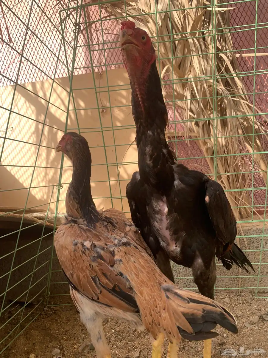 دجاج شامو 1