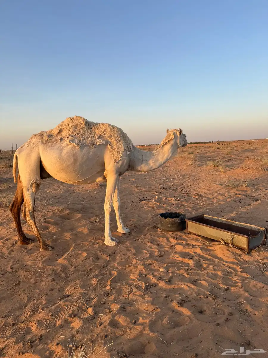 منيحه القحة الوضحى 4
