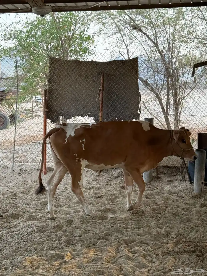 بقره بلدي 2
