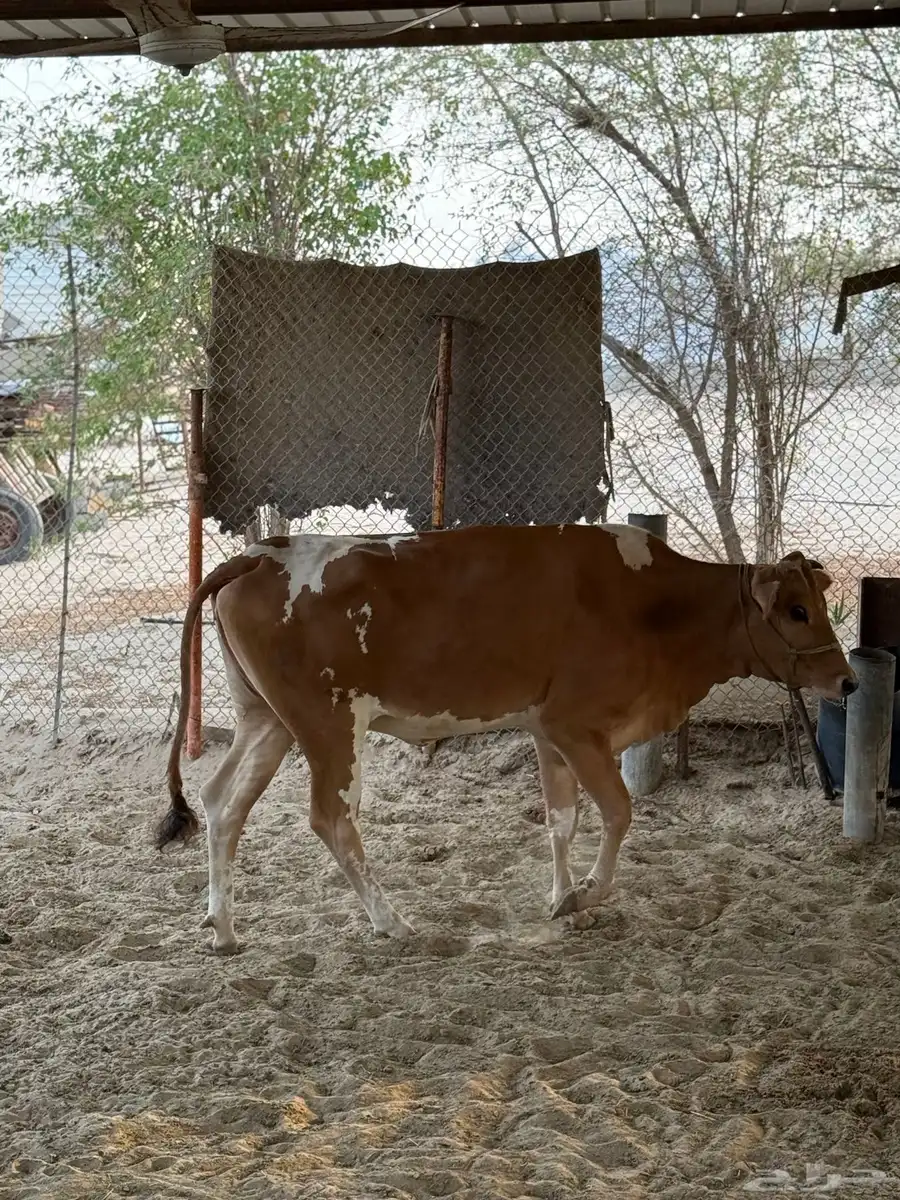 بقره بلدي 2