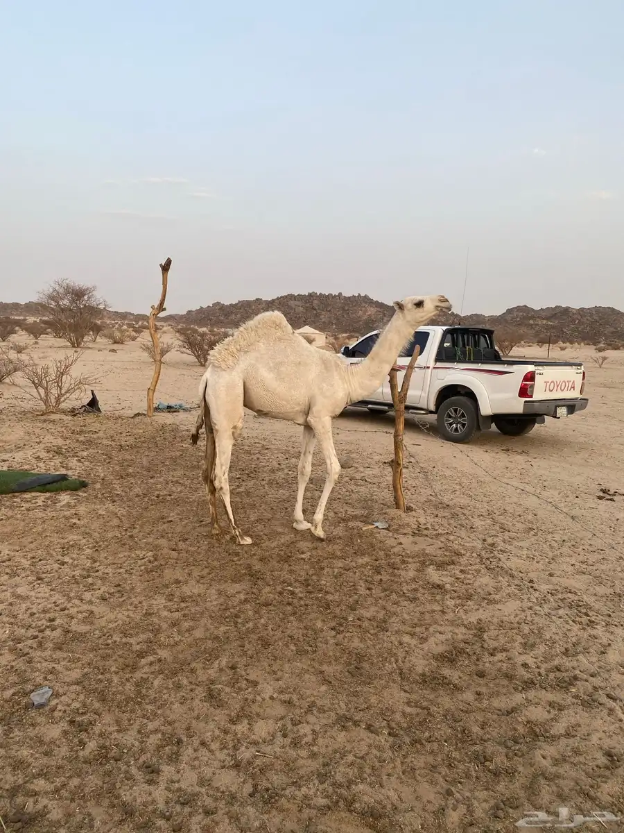 بكار مفاريد 4