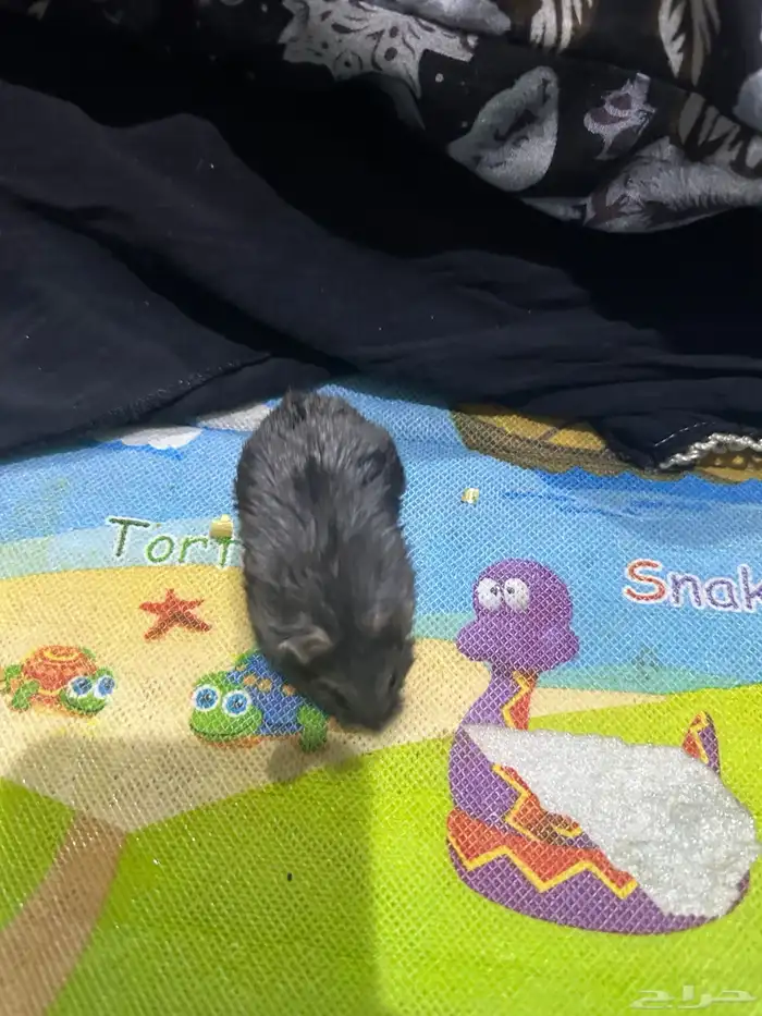 هامستر روسي 17