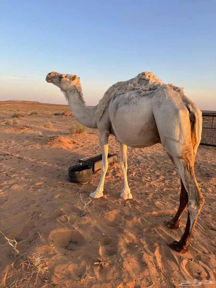 منيحه القحة الوضحى 0