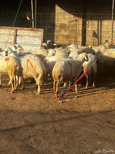 تم البيع 1