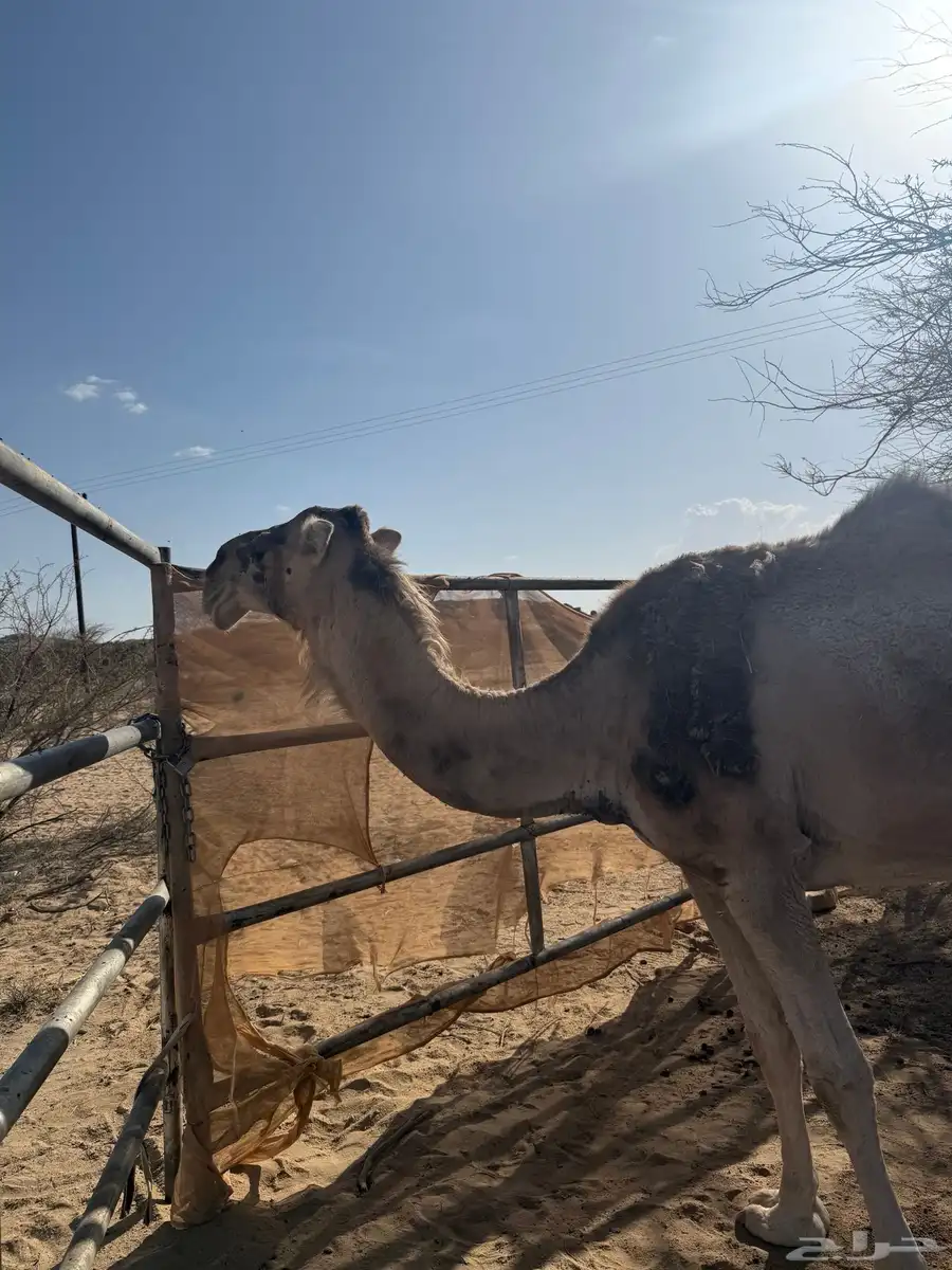 بكره وناقتين القحات للبيع 1