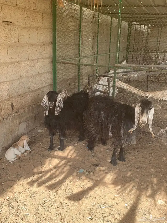 معزا عوارض 1