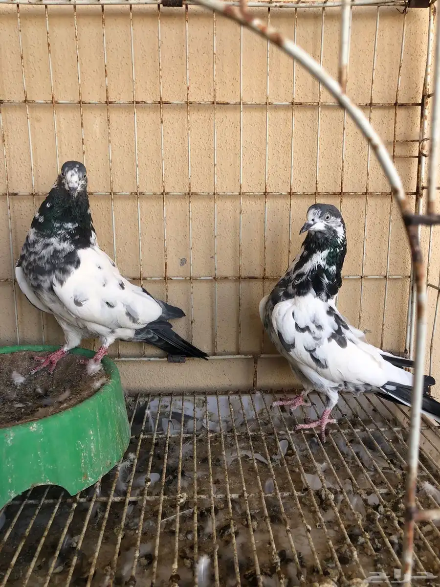 حمام باكستاني 0
