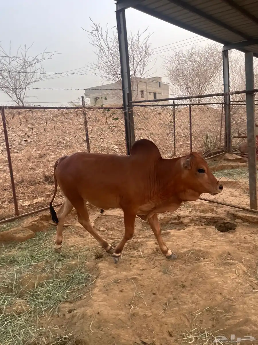 حسيل 0