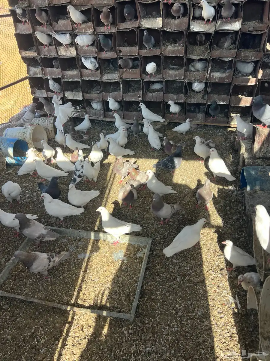 للبيع حمام فرنسي مع سلفر مع كم جوز مشكل كله منتج شرط 2