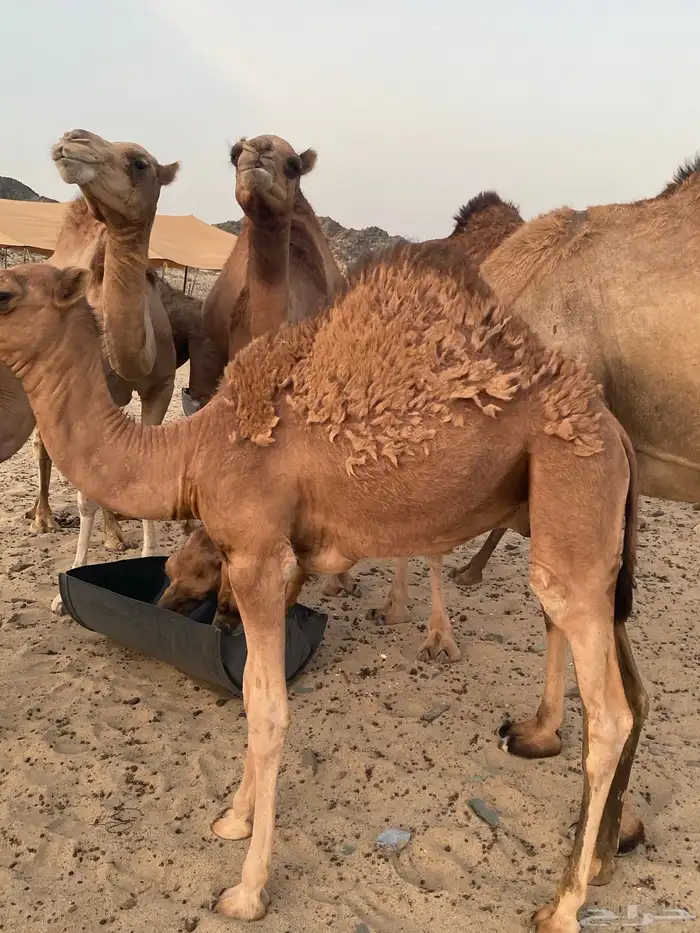 قعود للبيع 1