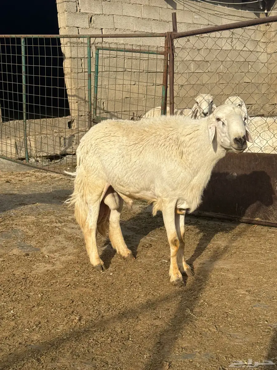 خرفان مشروطه ضراب وهداوه ماتنطح السن ثنيان ورباع وجذع 3