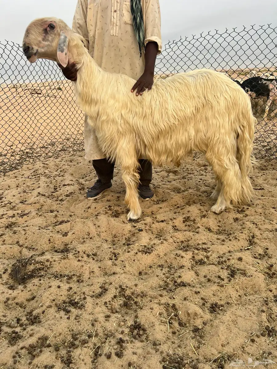 فحل عيسي صنف 1