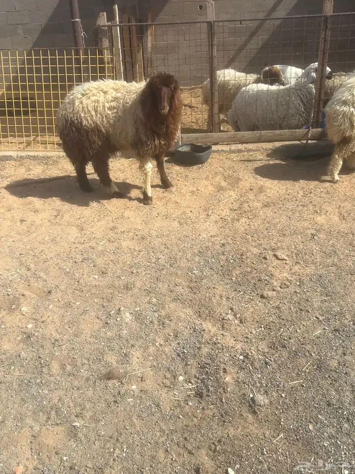 بهم نعيم جبر 4