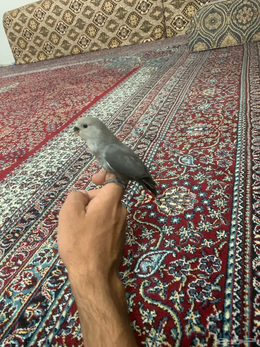 طير روز اليف 6