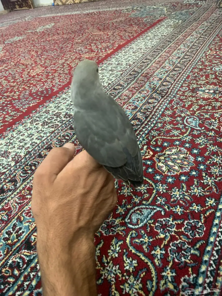 طير روز اليف 0
