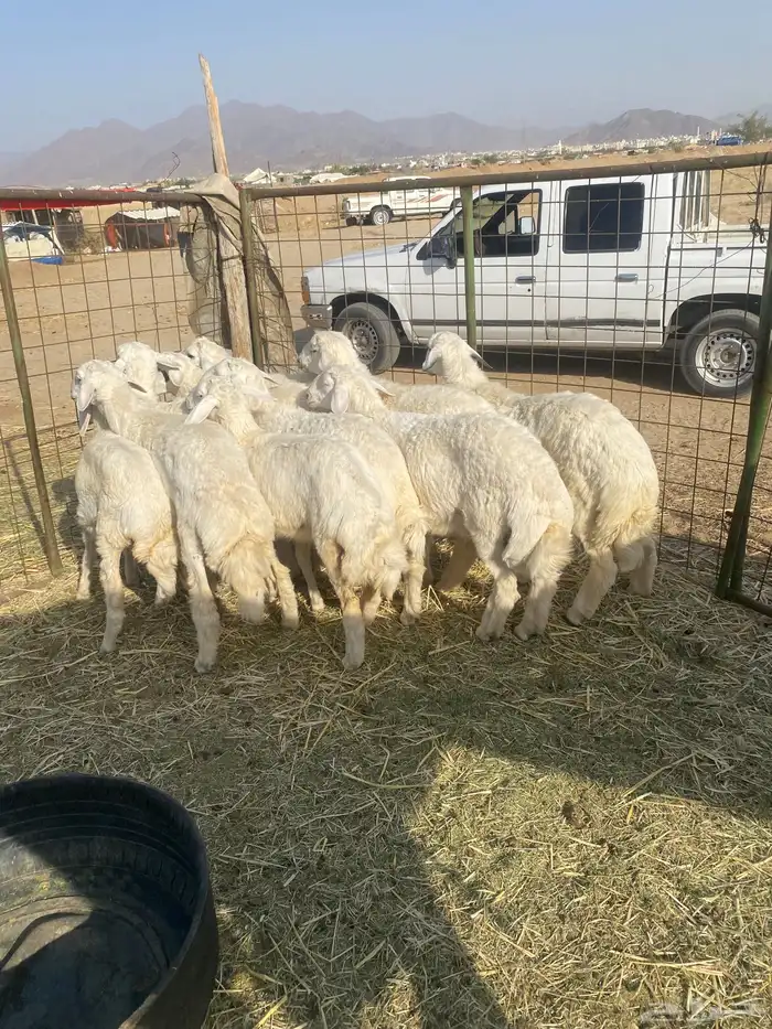 طليان ذبايح. للمناسبات 1
