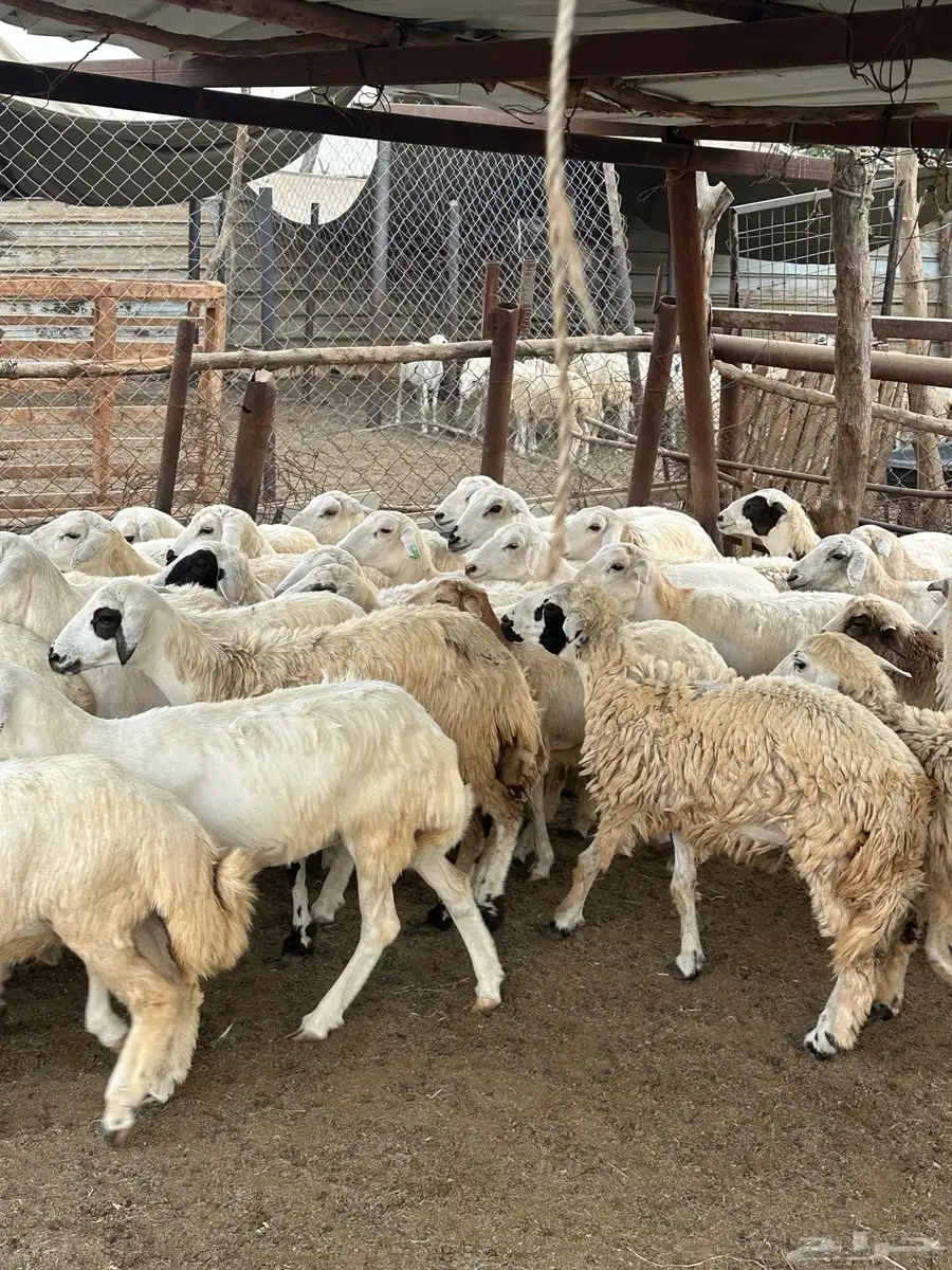 رخال مهجنات حري 3