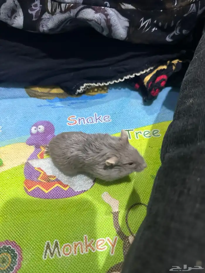 هامستر روسي 15