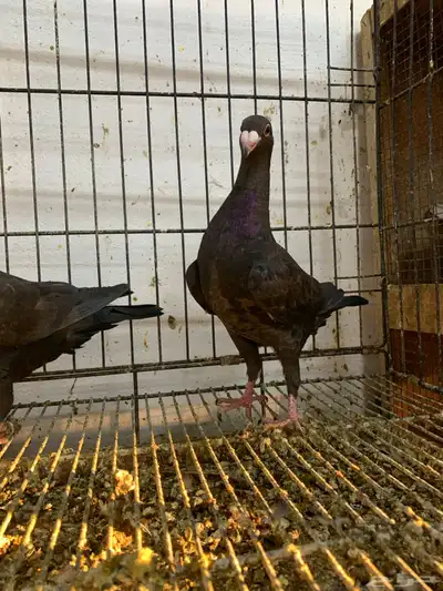 طبه اخوان 3