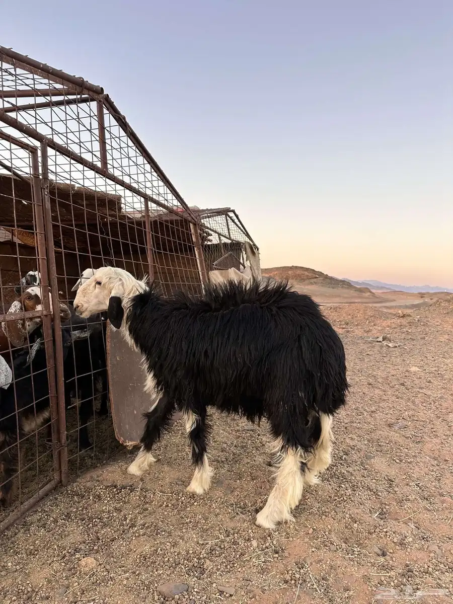 للبيع خروف التواصل اتصال فقط 0