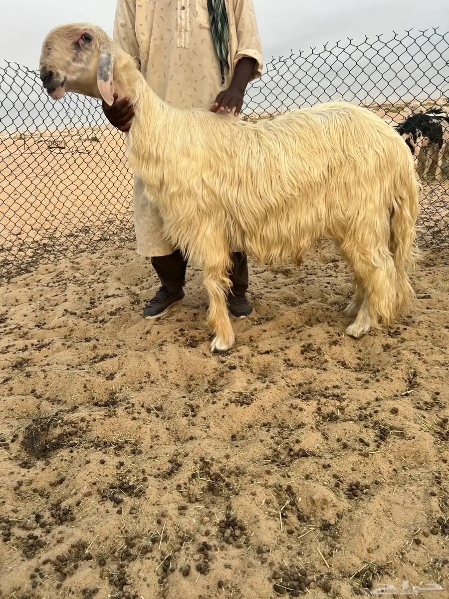 فحل عيسي صنف 0