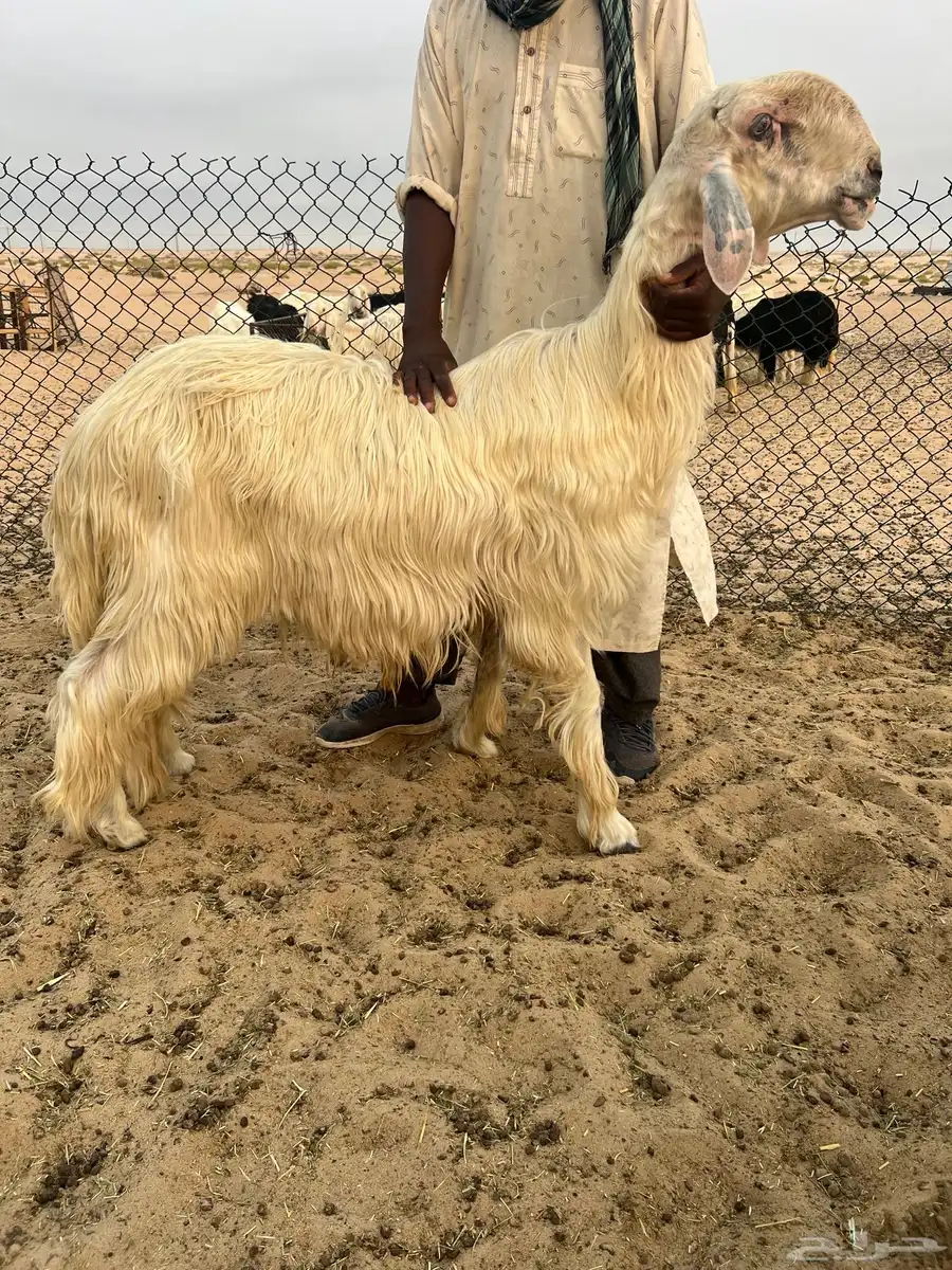 فحل عيسي صنف 2
