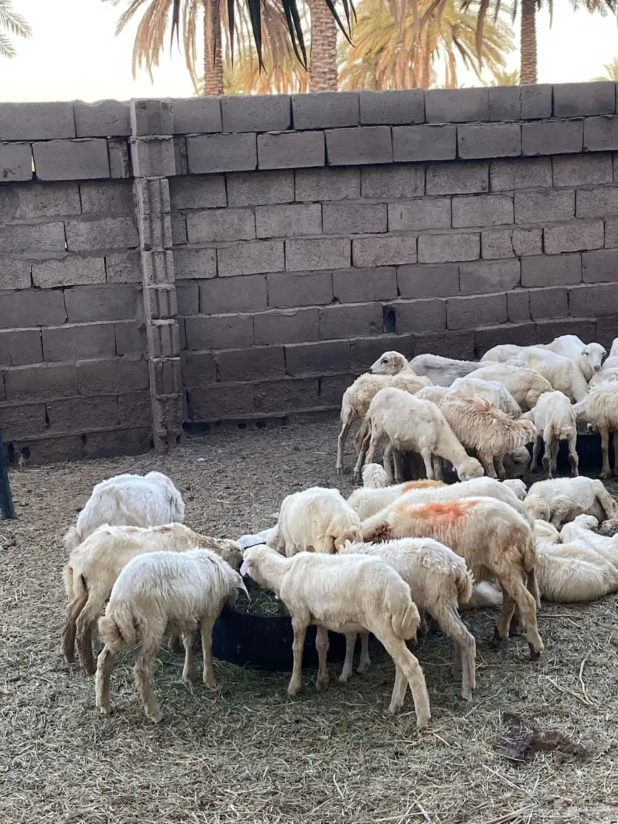 رخال رفيد العدد 50 3