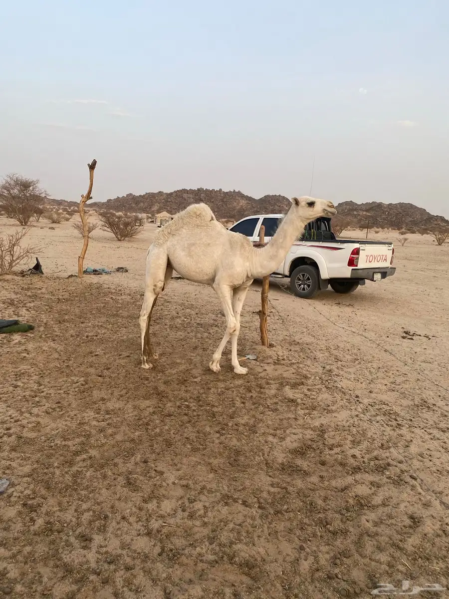 بكار مفاريد 3