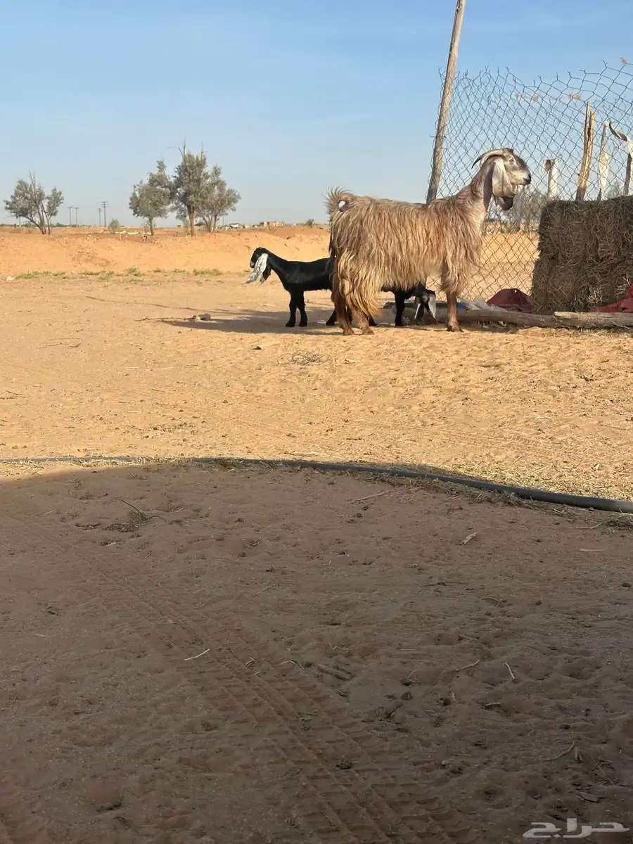 عنز متوم شاميه للبيع 2