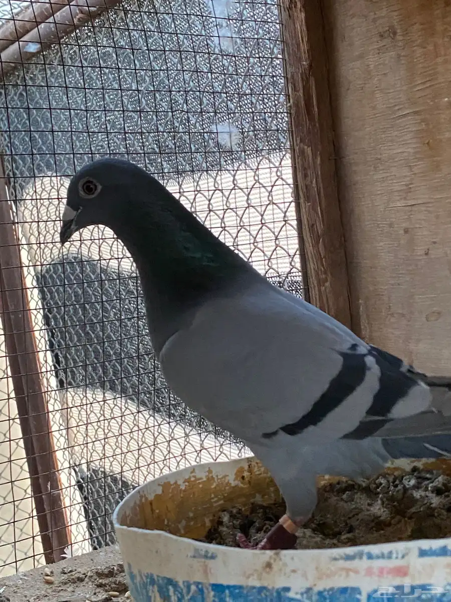 حمام زواجل 0