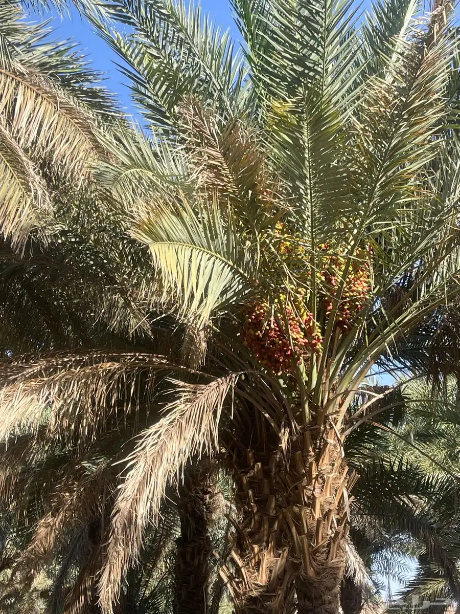 مزرعه للاجار 0