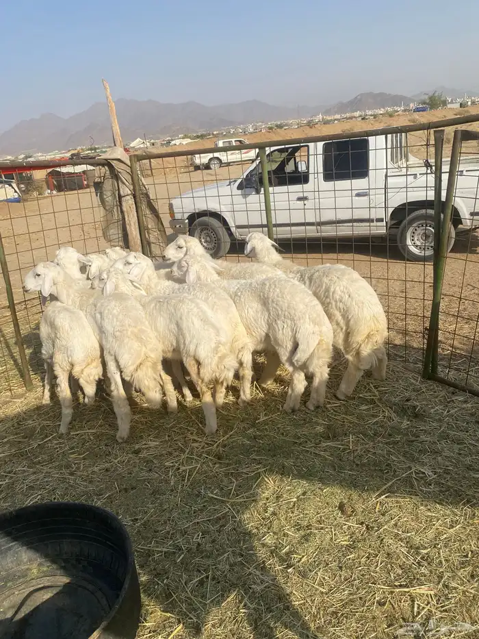 طليان ذبايح. للمناسبات 9